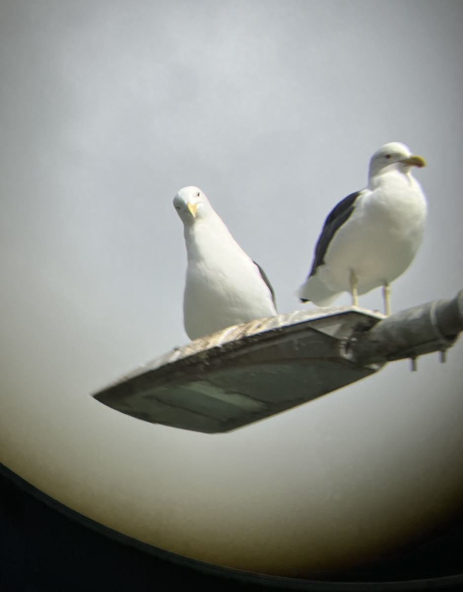 Gaviota Cocinera - ML620679259