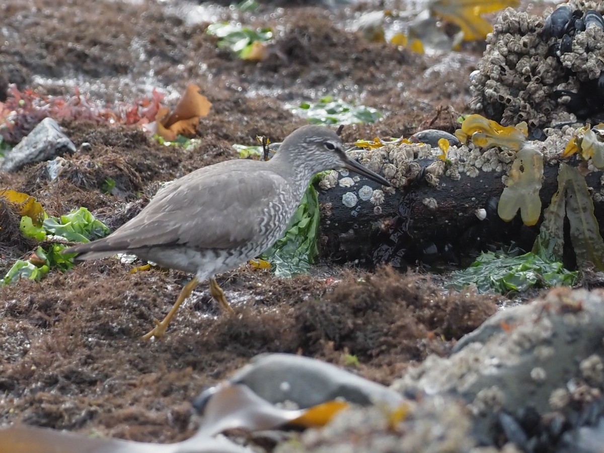 Wandering Tattler - ML620679271