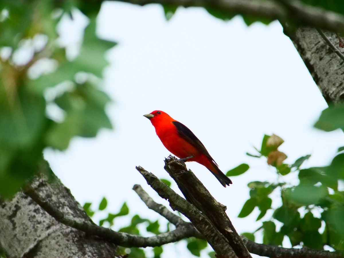 Scarlet Tanager - ML620679273