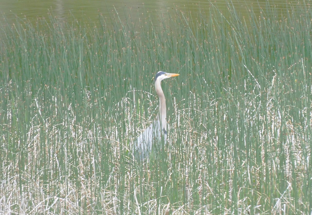 Great Blue Heron - ML620679274