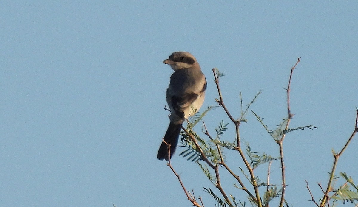 Loggerhead Shrike - ML620679276