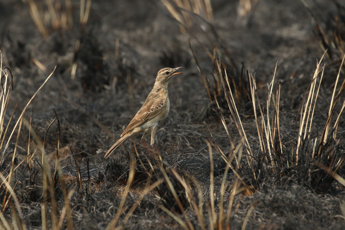 Pipit à long bec - ML620679282