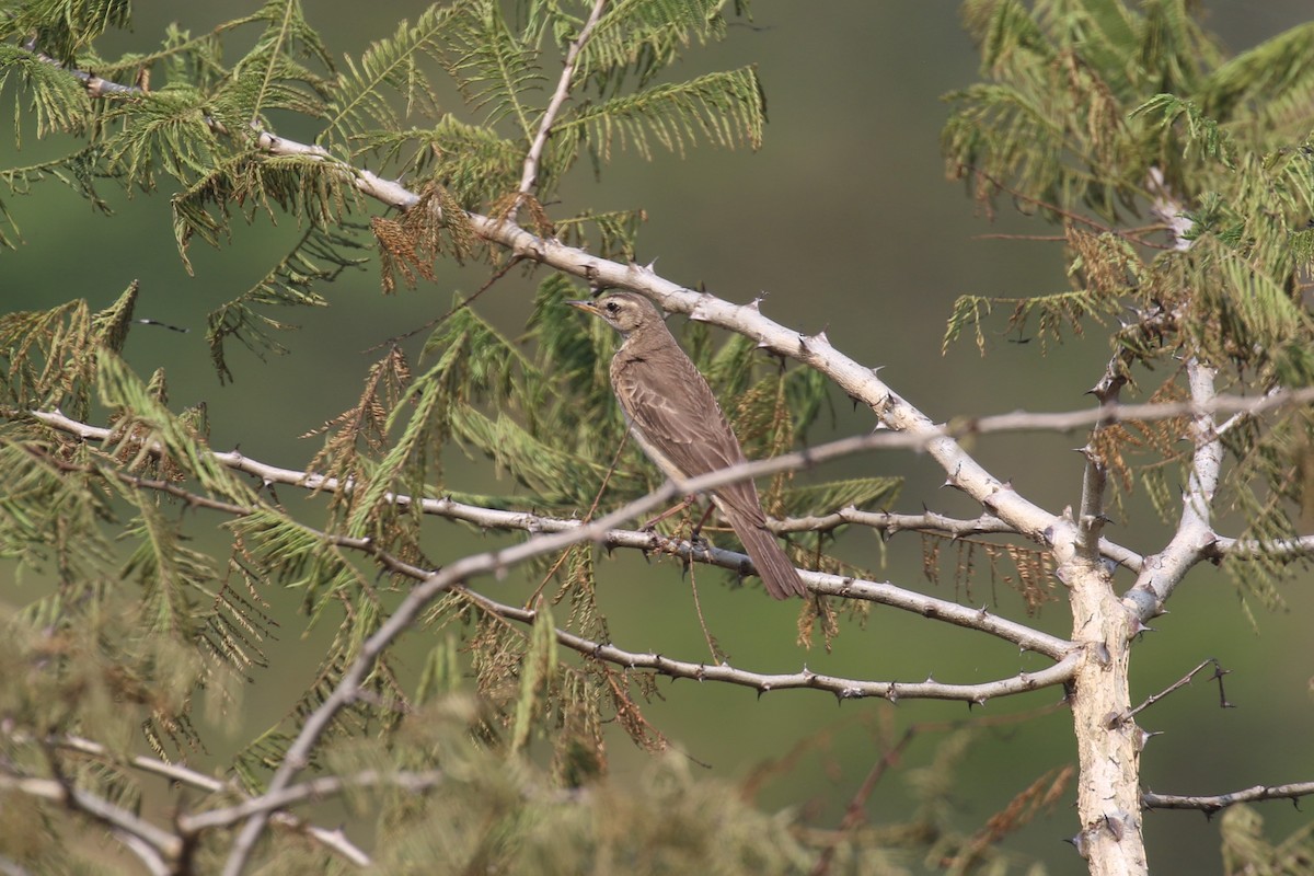 Long-billed Pipit - ML620679283