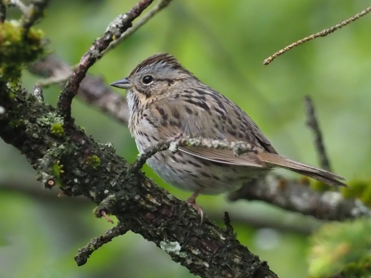 Lincoln's Sparrow - ML620679290