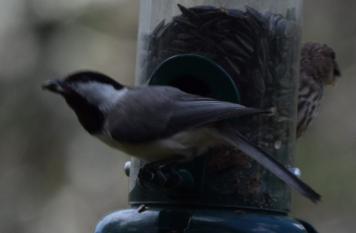 Carolina Chickadee - ML620679296