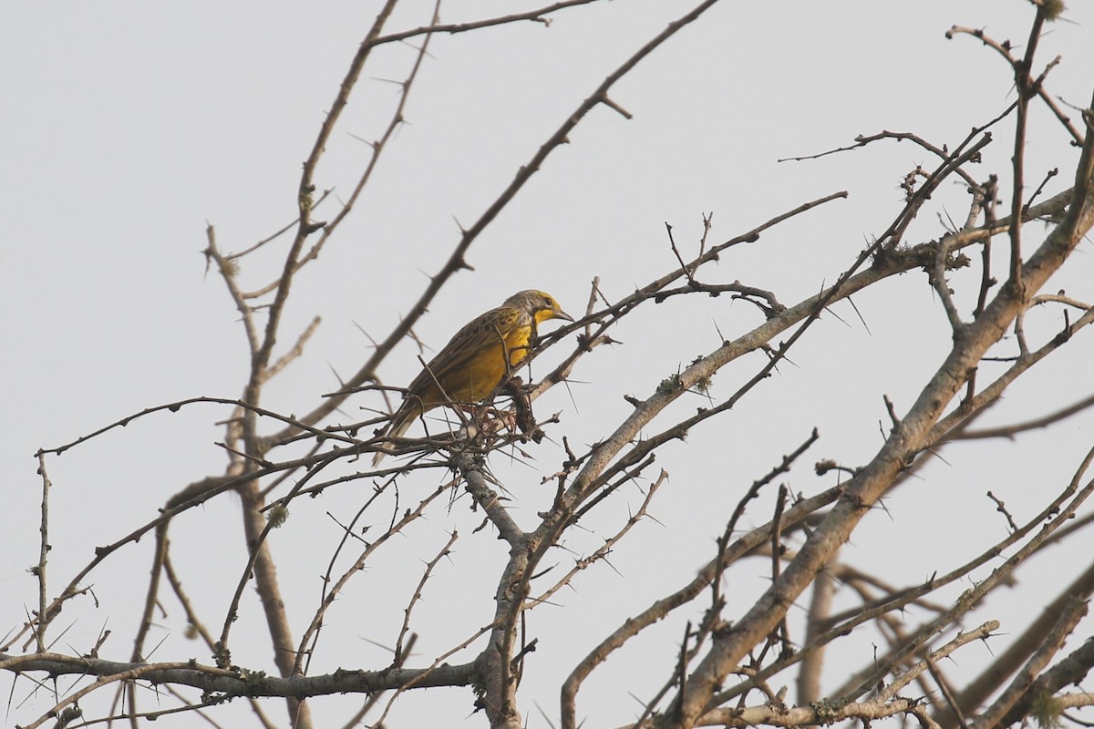 Yellow-throated Longclaw - ML620679298