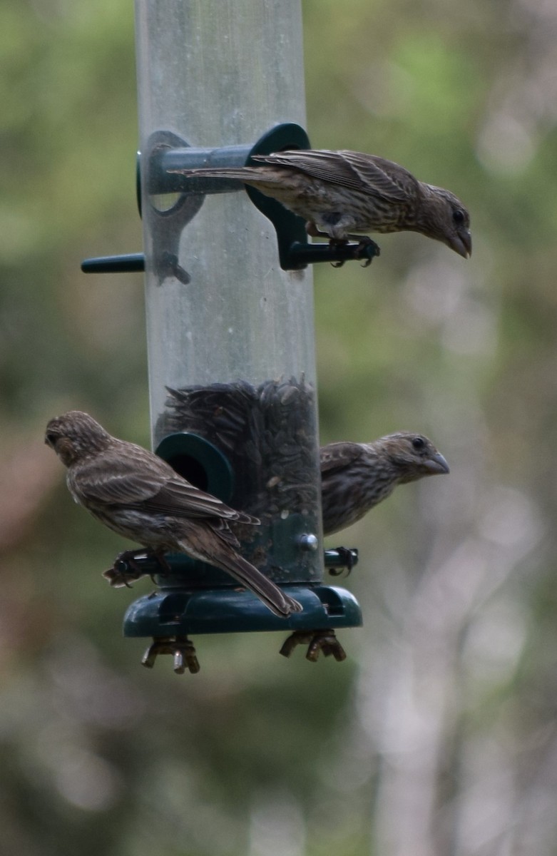 House Finch - ML620679302