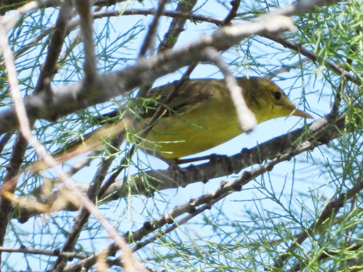 Melodious Warbler - ML620679303