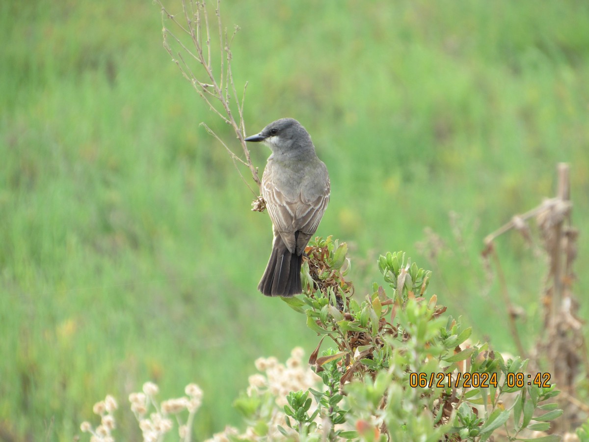 Cassin's Kingbird - ML620679304