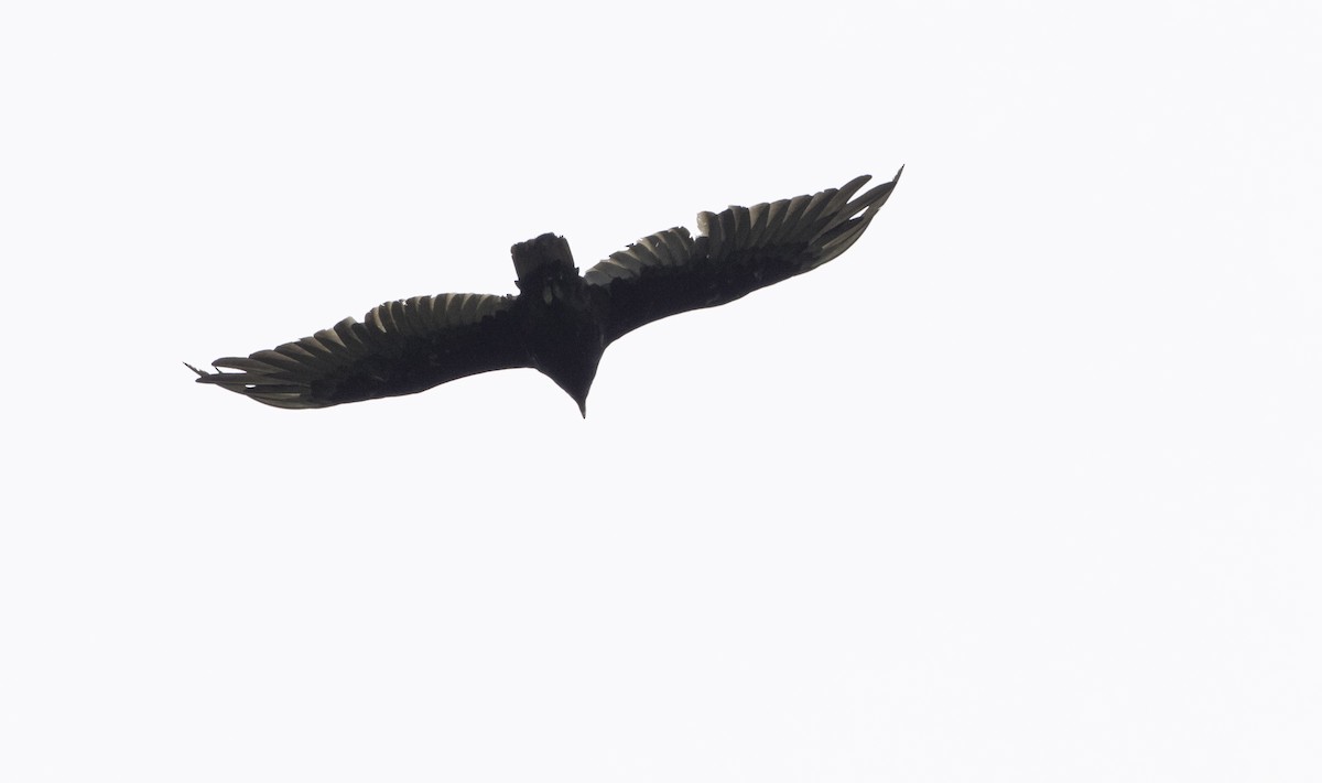 Turkey Vulture - Charles Carlson