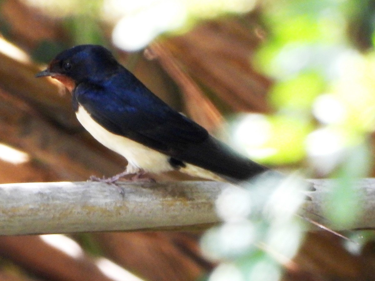 Barn Swallow (White-bellied) - ML620679306
