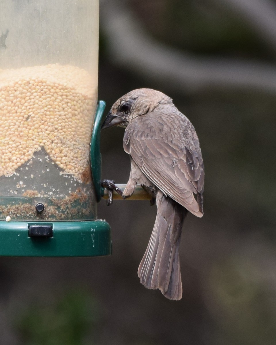 Brown-headed Cowbird - ML620679307