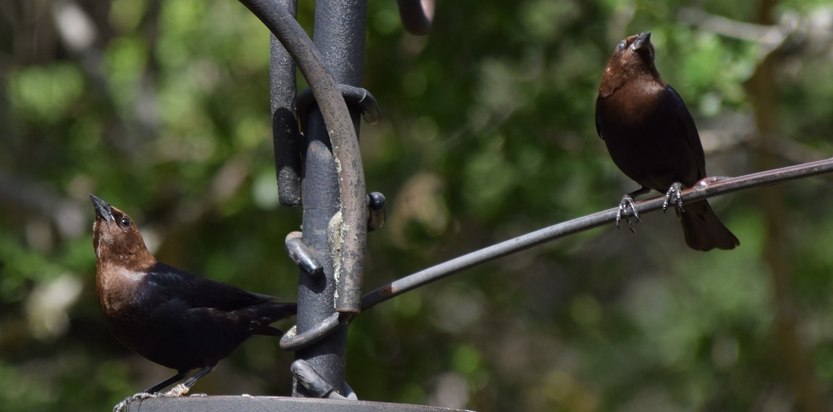 Brown-headed Cowbird - ML620679308