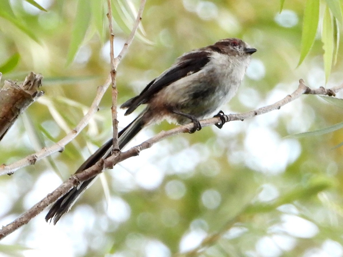 Long-tailed Tit - ML620679310