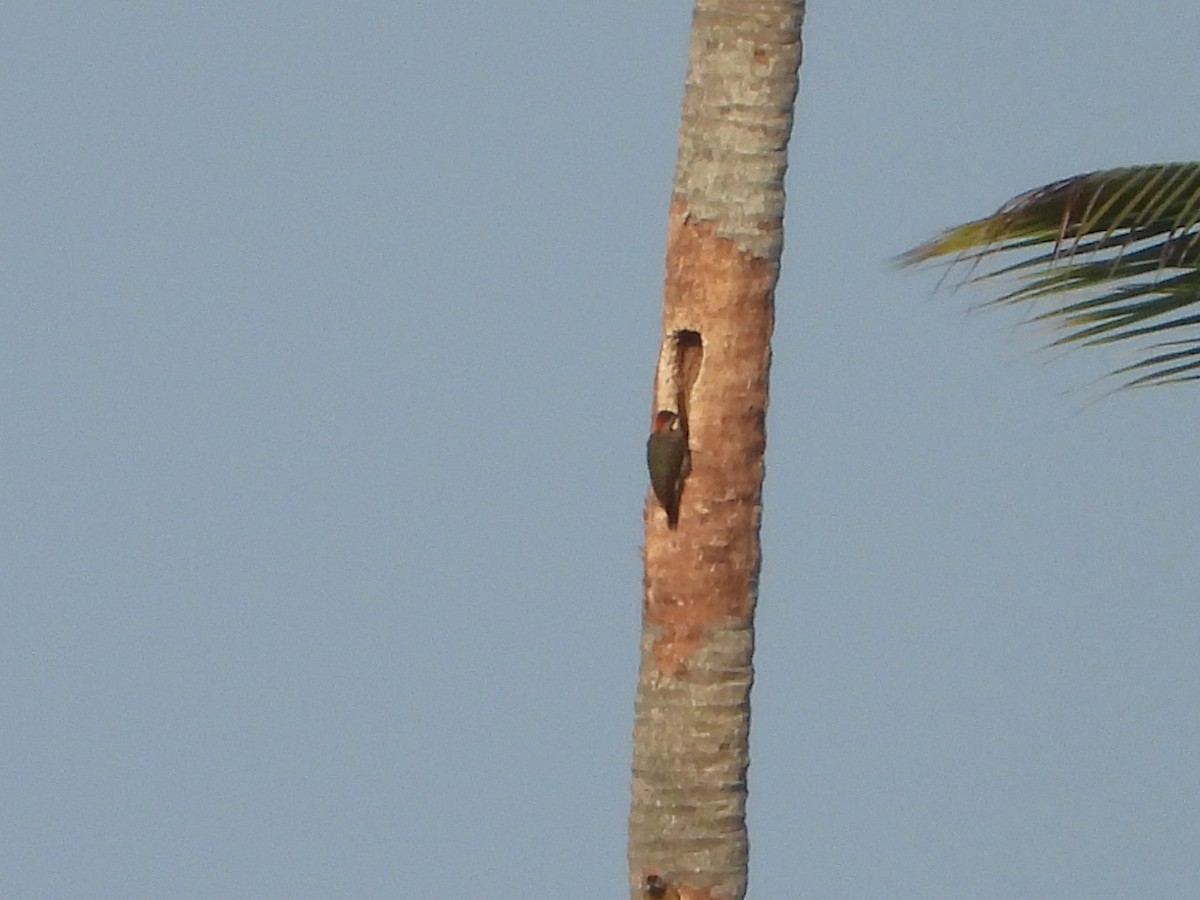 Spot-breasted Woodpecker - ML620679316