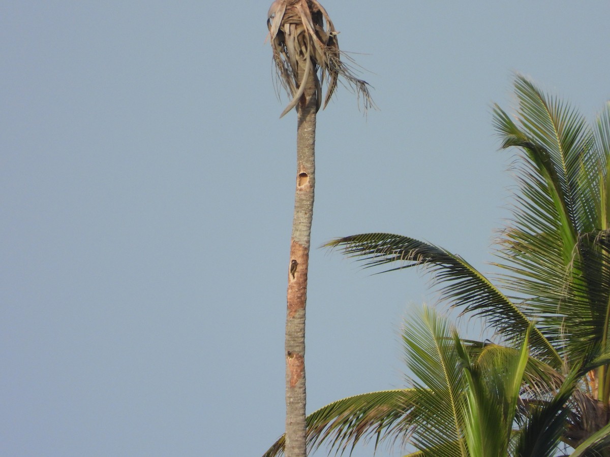 Spot-breasted Woodpecker - ML620679318