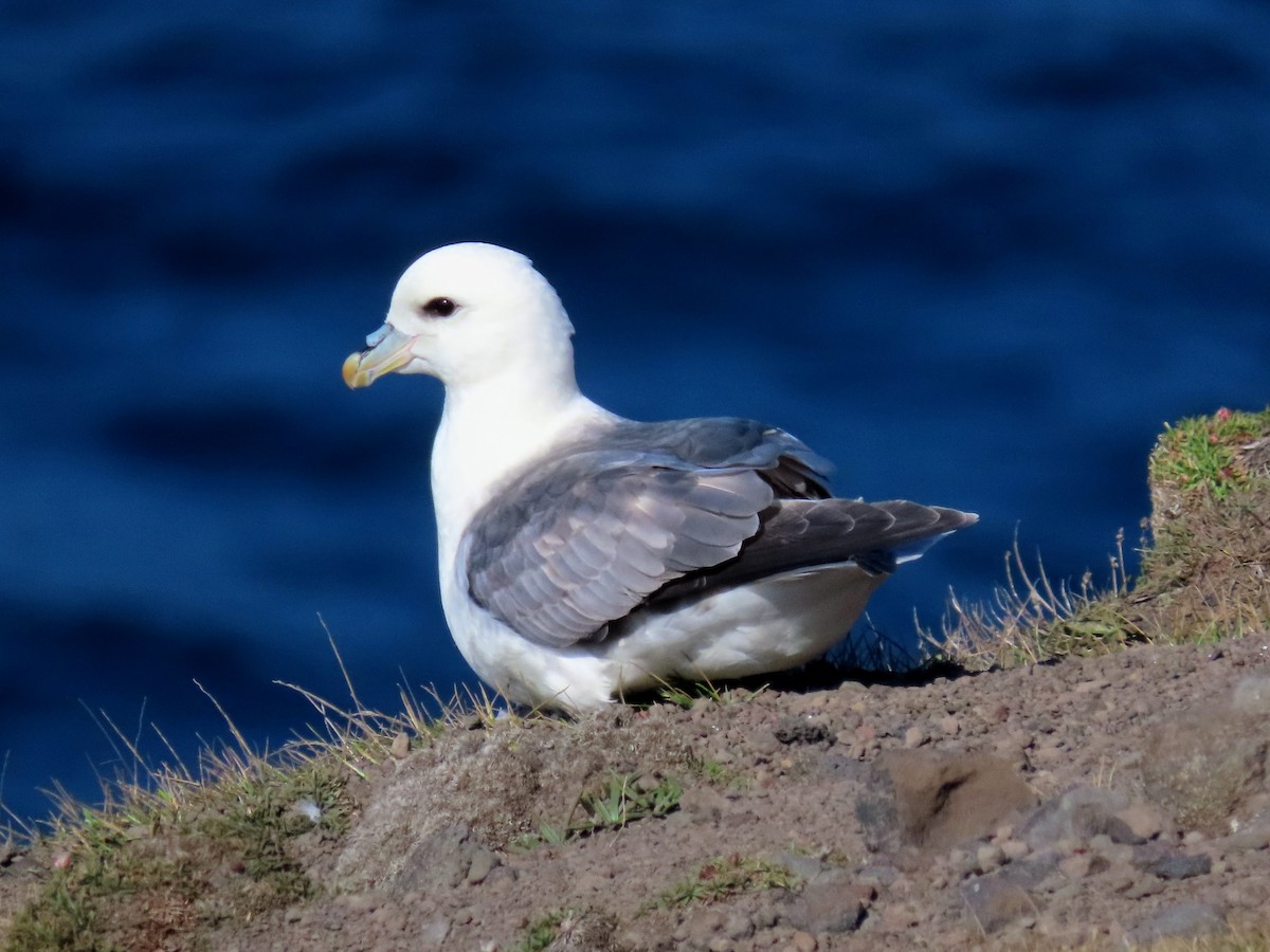 Northern Fulmar - ML620679319