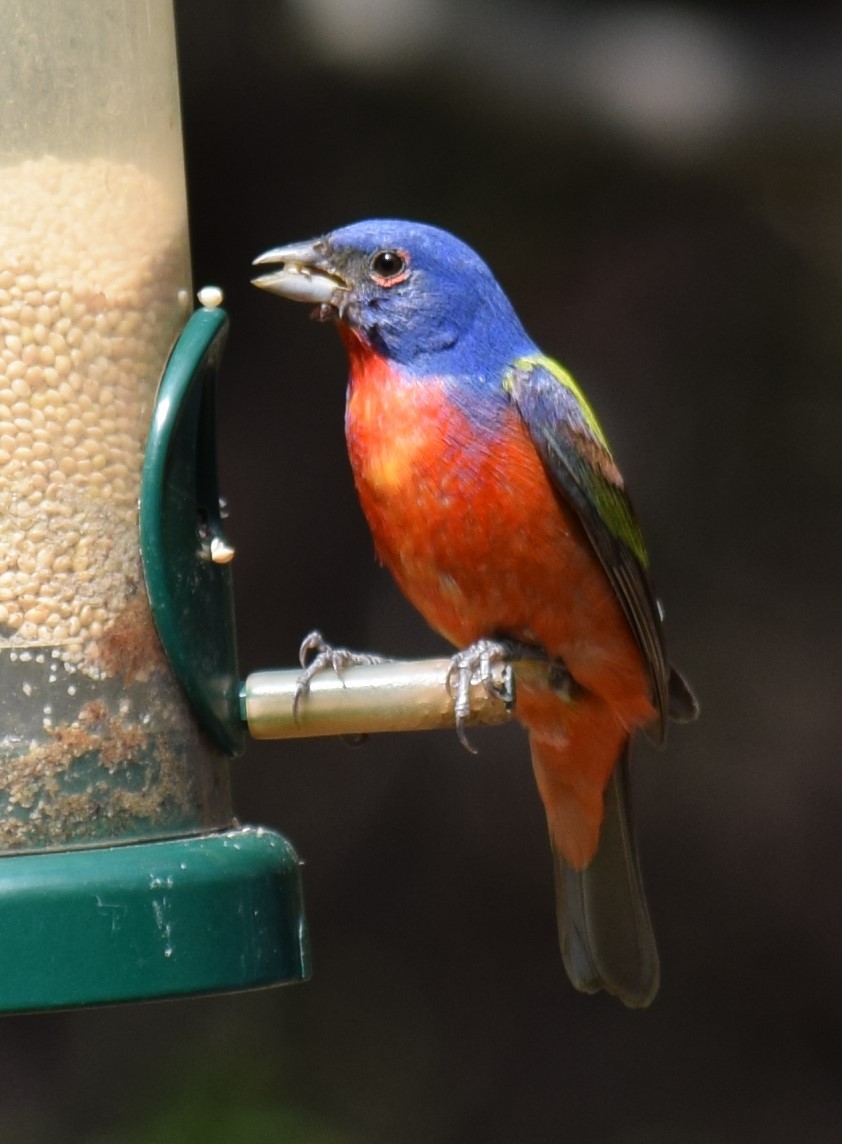 Painted Bunting - ML620679328
