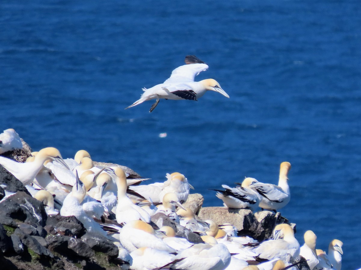 Northern Gannet - ML620679331