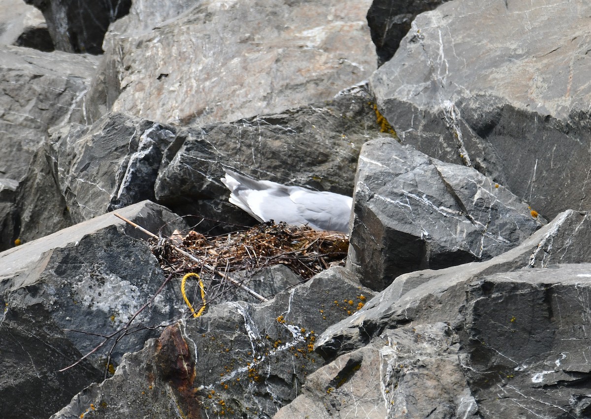 Glaucous-winged Gull - ML620679338