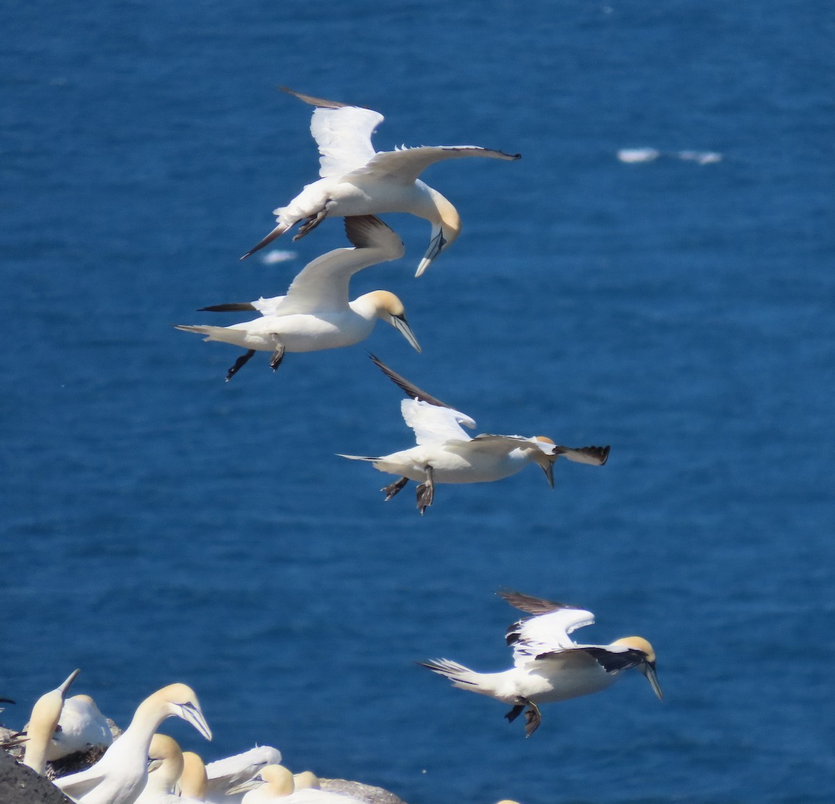 Northern Gannet - ML620679339