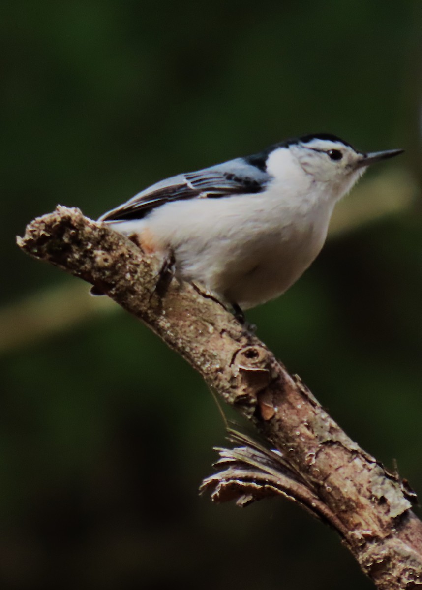 White-breasted Nuthatch - ML620679341