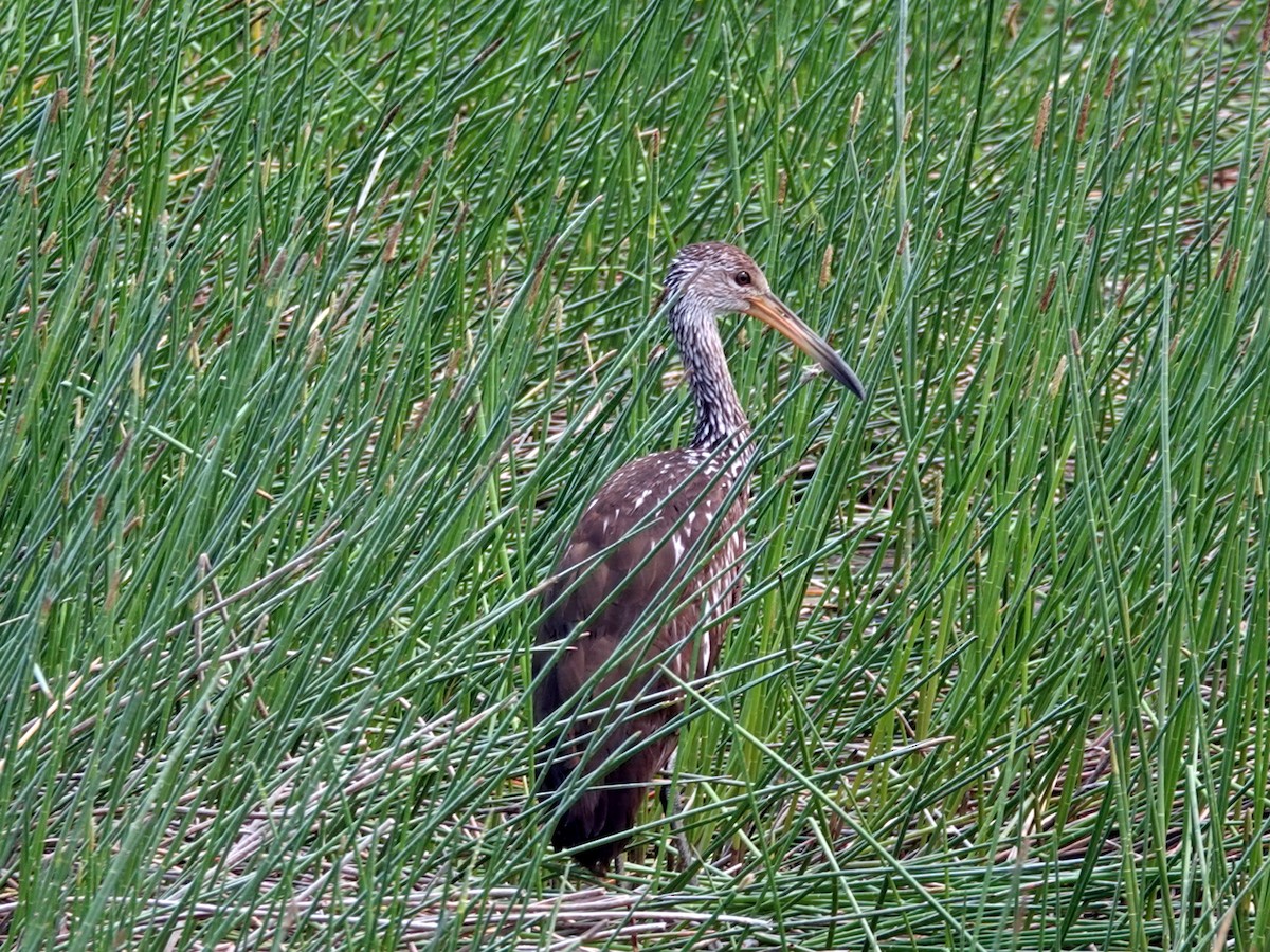 Limpkin - ML620679343