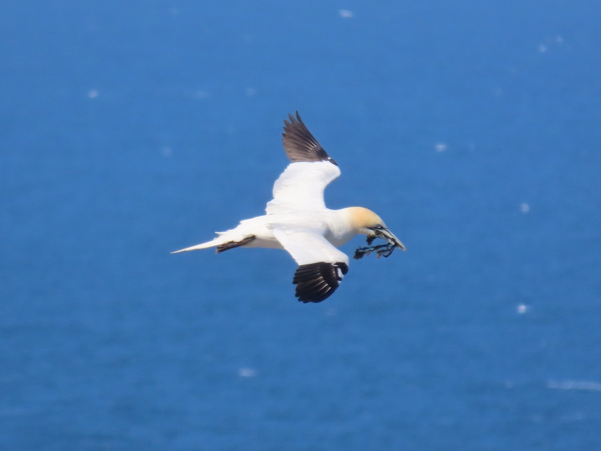 Northern Gannet - ML620679344