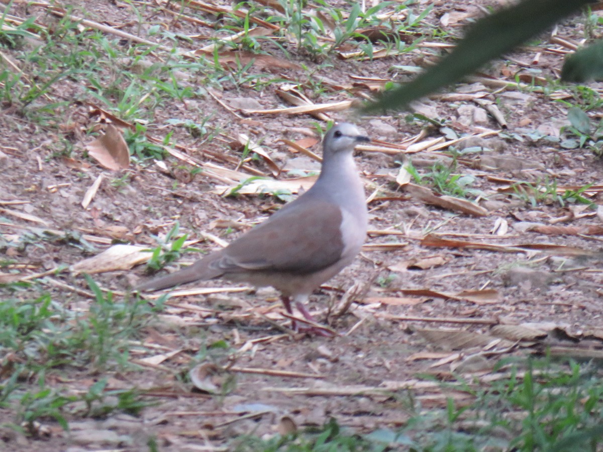 Large-tailed Dove - ML620679347