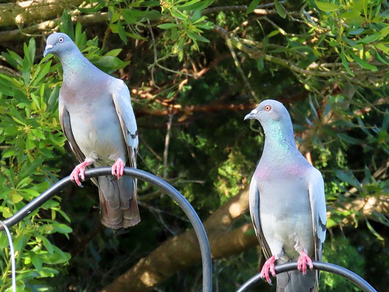 Rock Pigeon (Feral Pigeon) - ML620679350