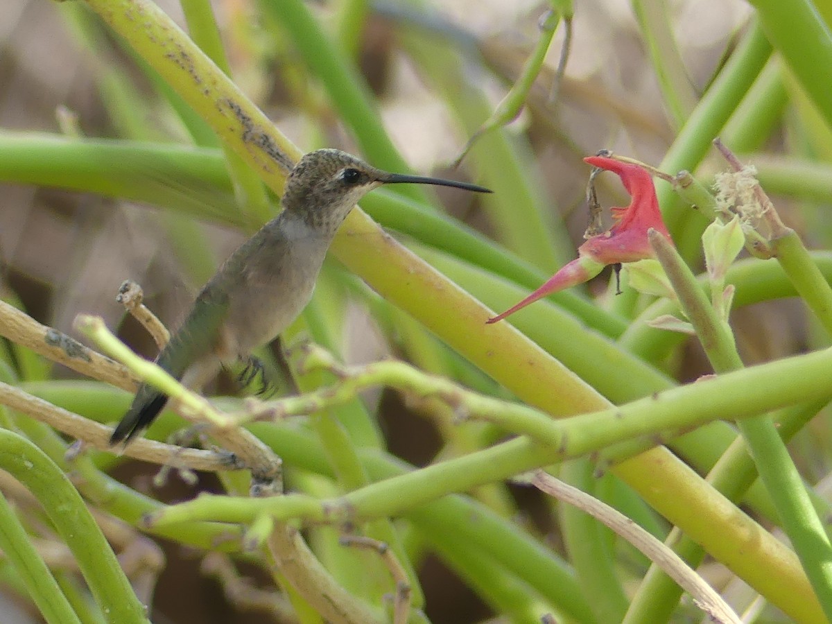 Black-chinned Hummingbird - ML620679353