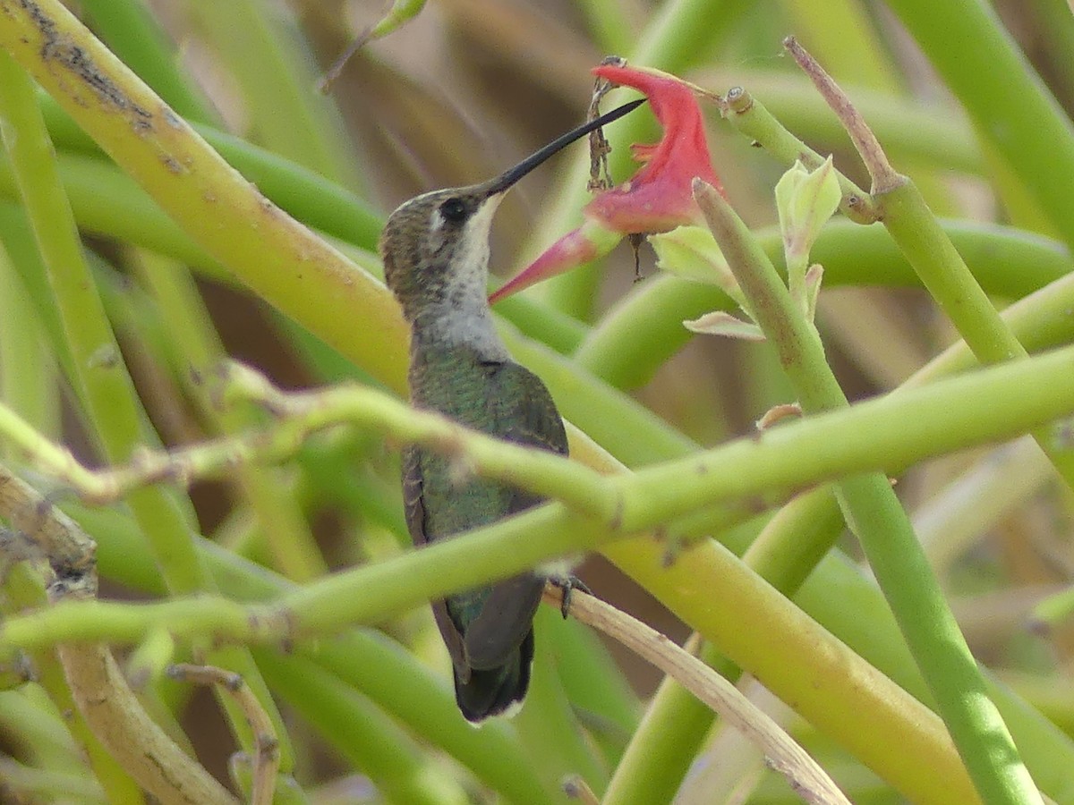 Black-chinned Hummingbird - ML620679355