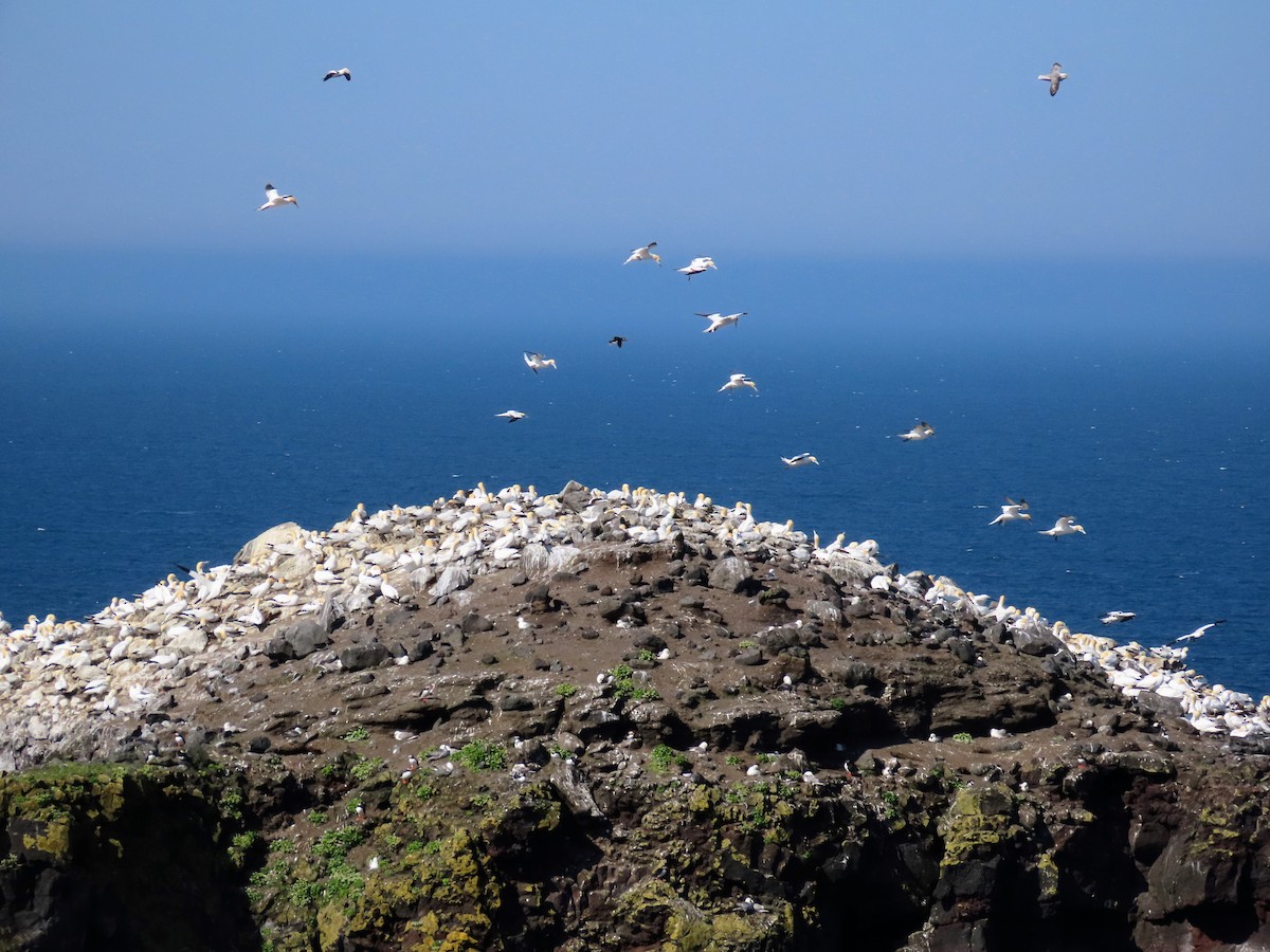 Northern Gannet - ML620679357