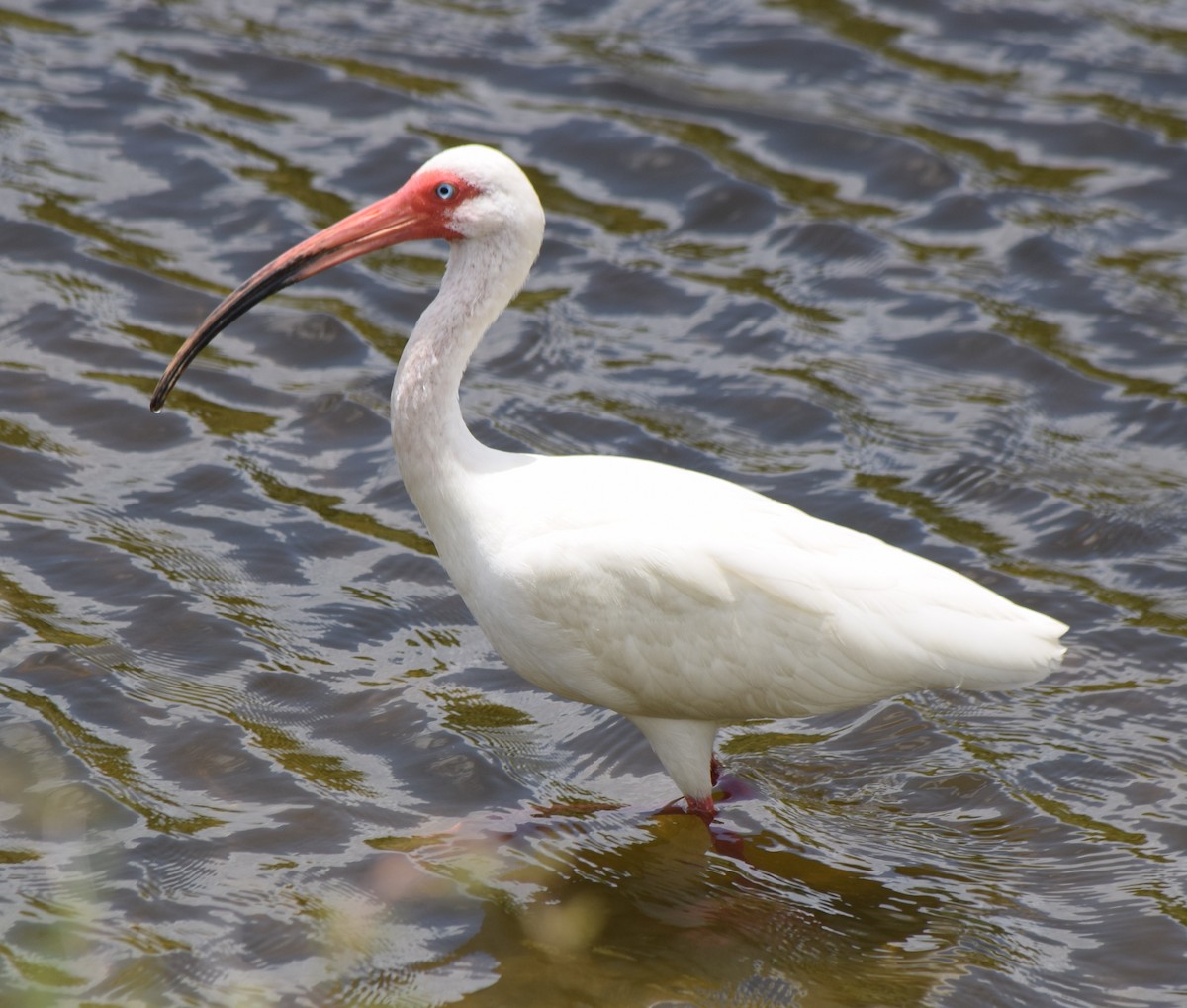 ibis bílý - ML620679361