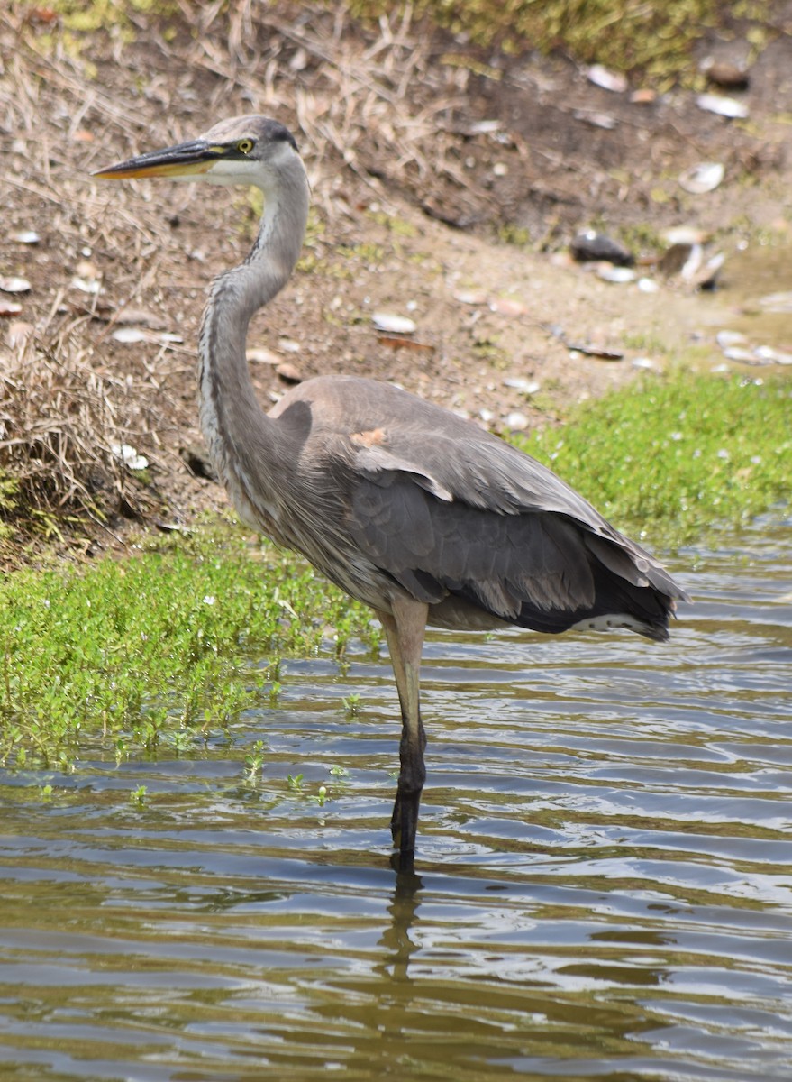 Garza Azulada (grupo herodias) - ML620679363