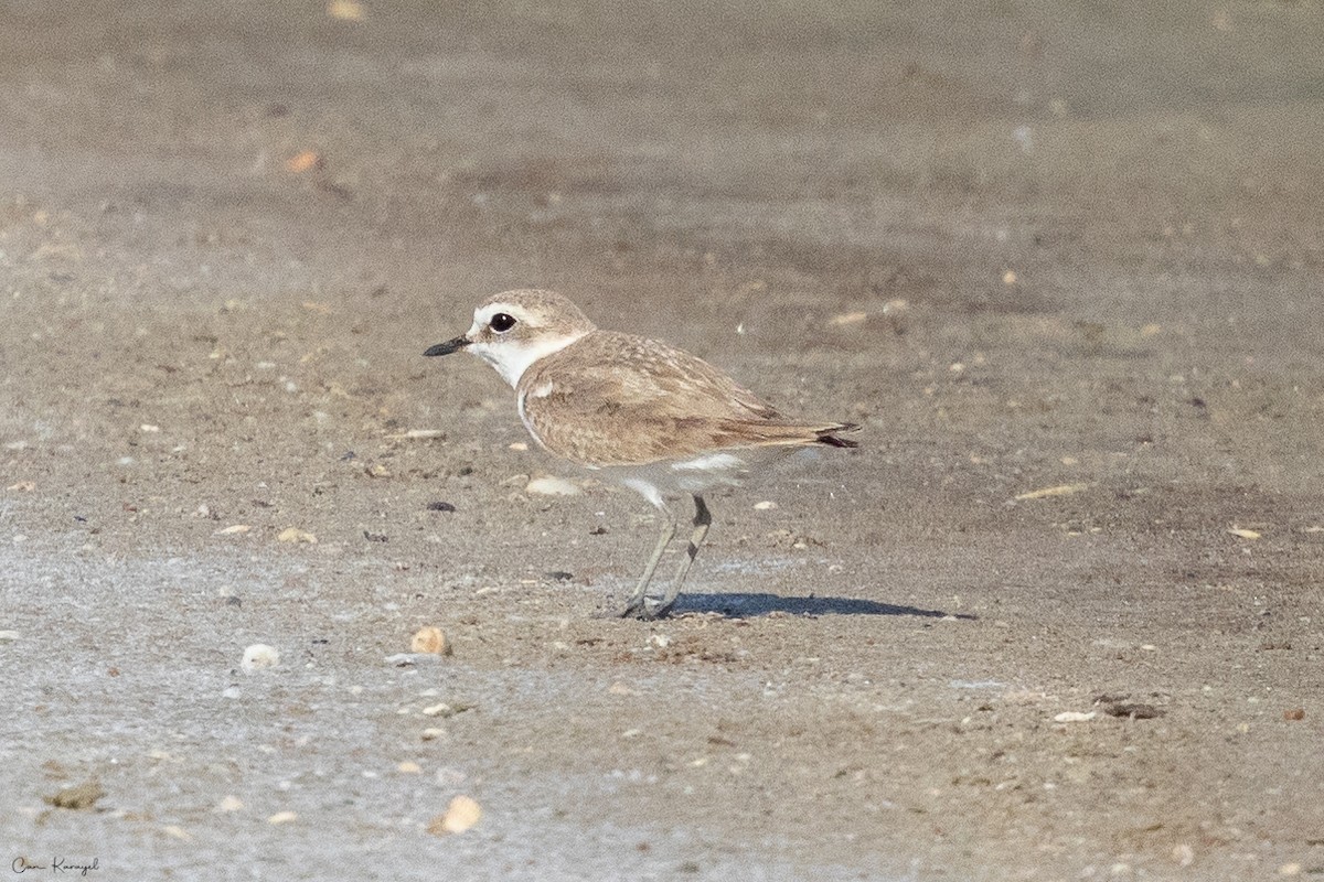 Kentish Plover - ML620679364