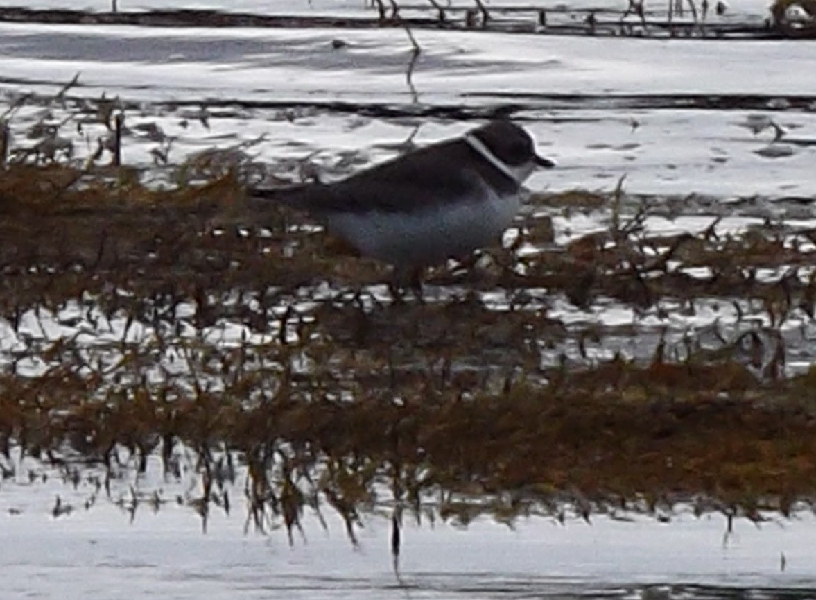 Semipalmated Plover - ML620679365