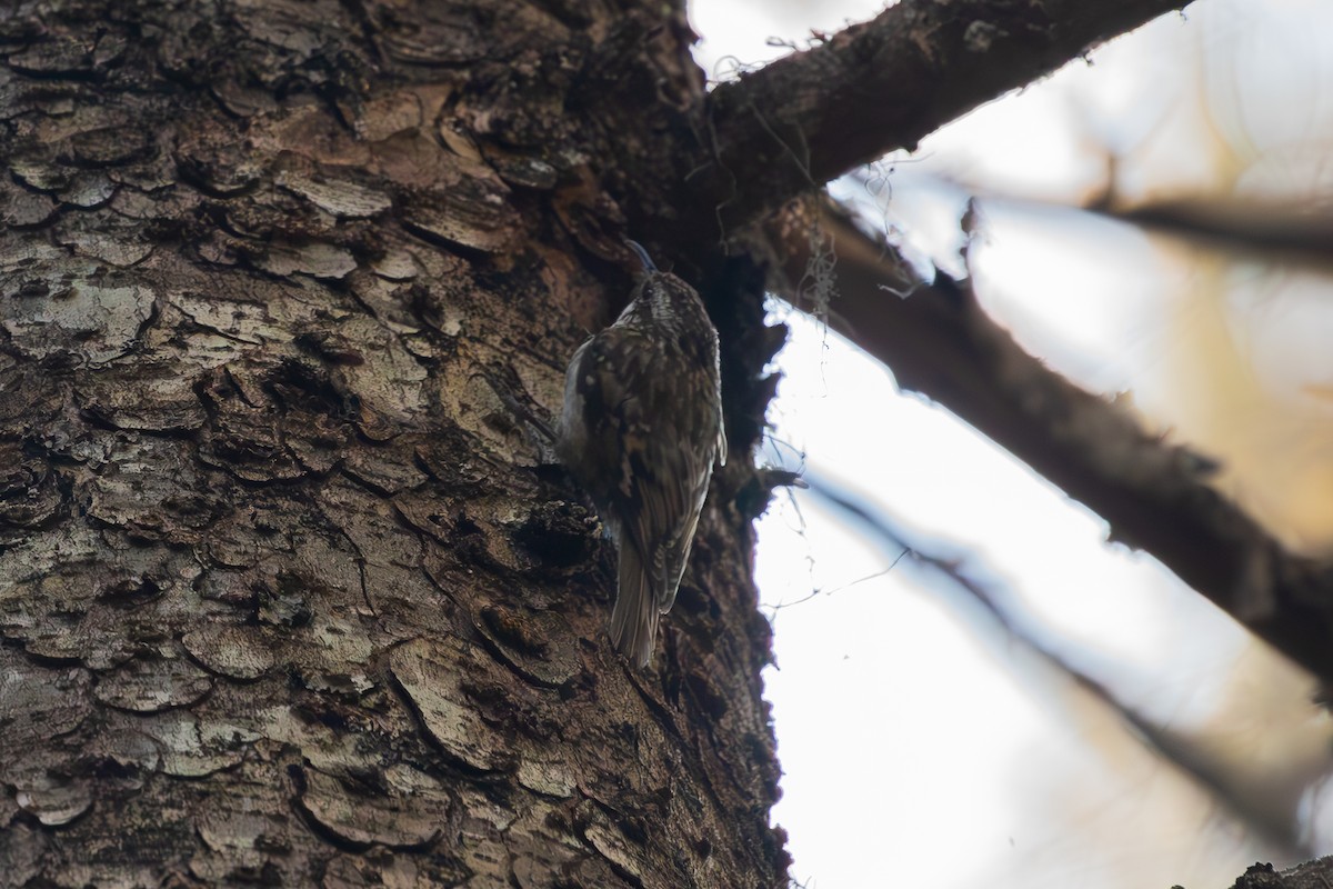 Brown Creeper - ML620679367