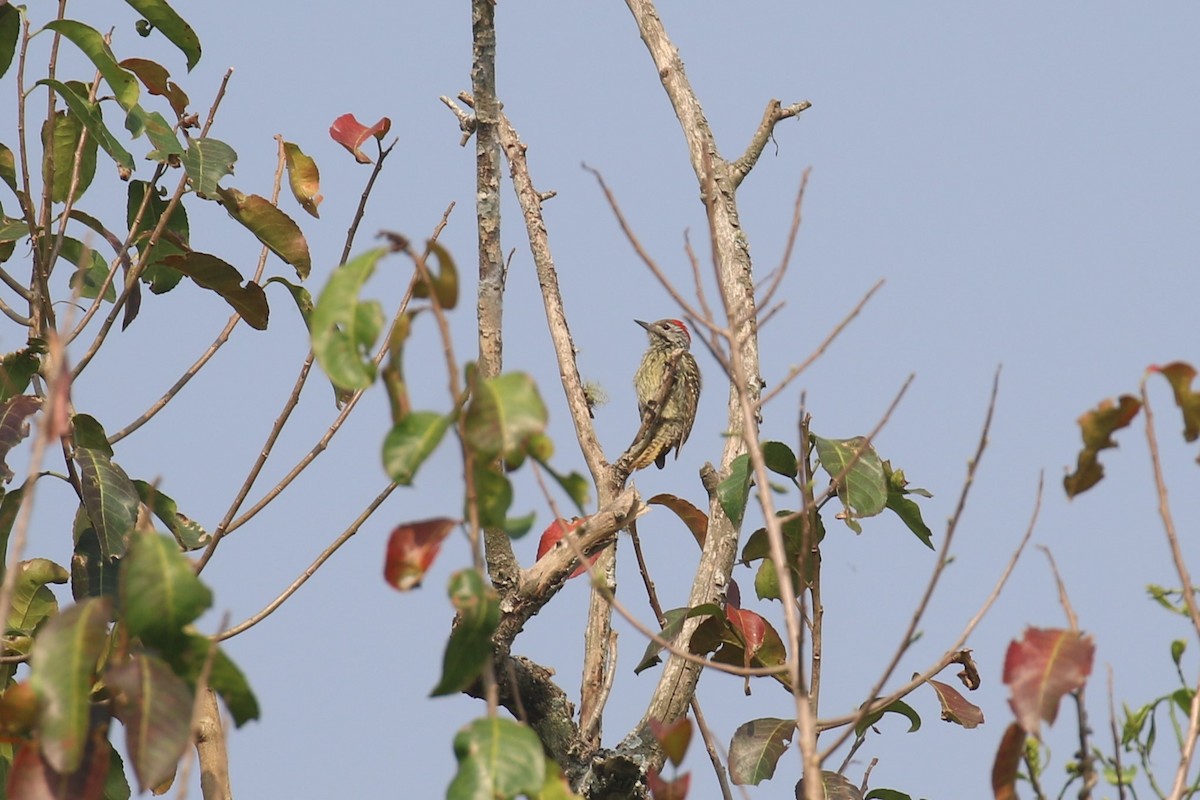 Cardinal Woodpecker - ML620679368