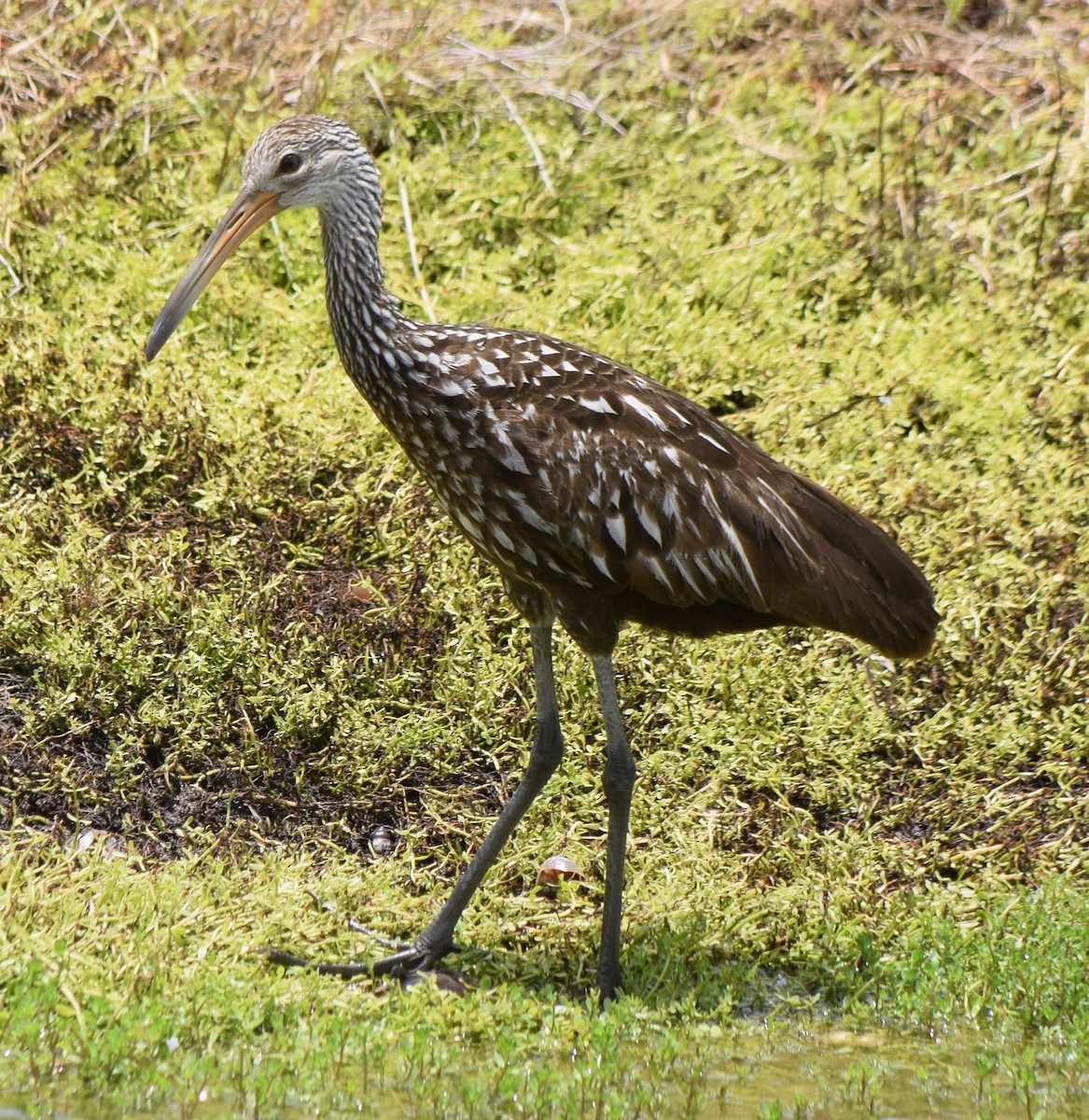 Limpkin - ML620679370