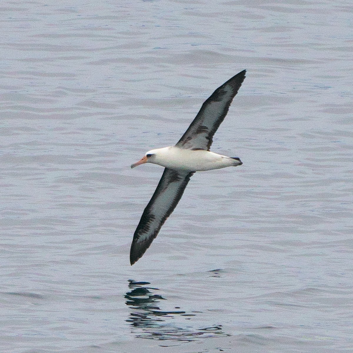 Laysan Albatross - ML620679374