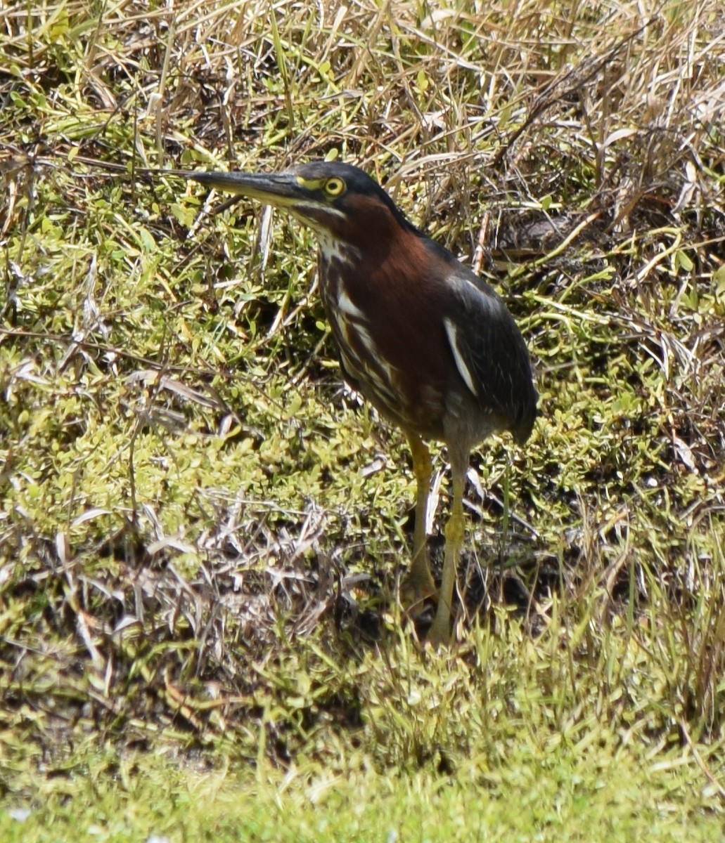 Green Heron - ML620679375