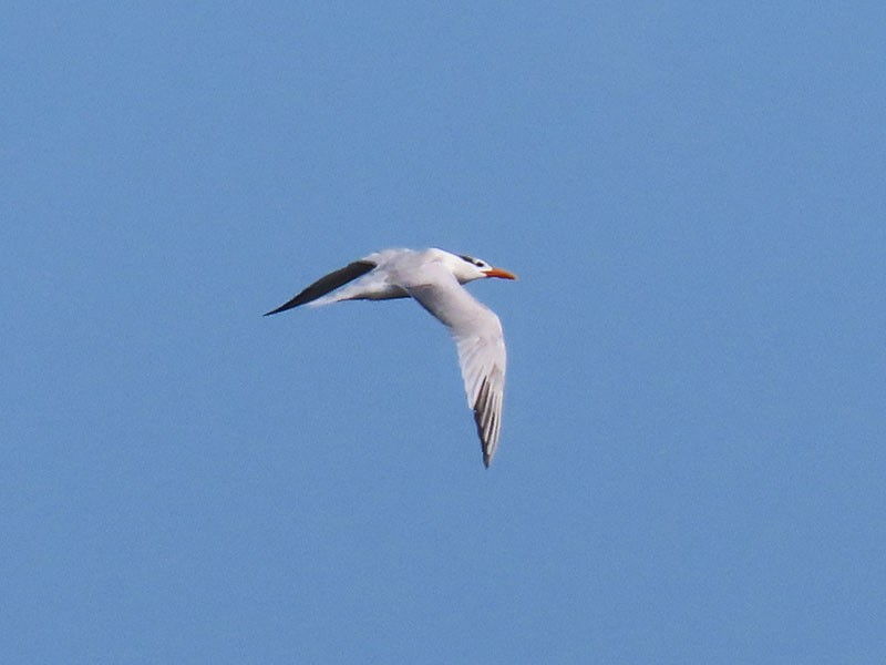 Royal Tern - ML620679377