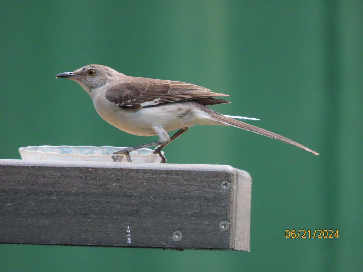 Northern Mockingbird - ML620679378