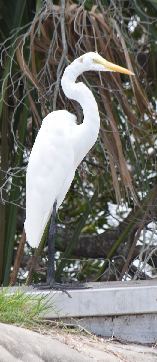 Great Egret - ML620679379