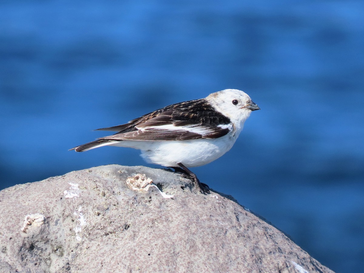 Snow Bunting - Kent Skaggs