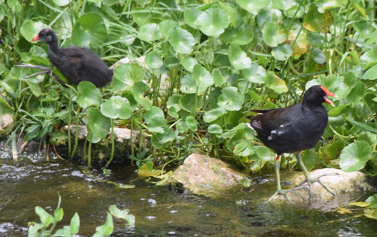 Gallinule d'Amérique - ML620679384