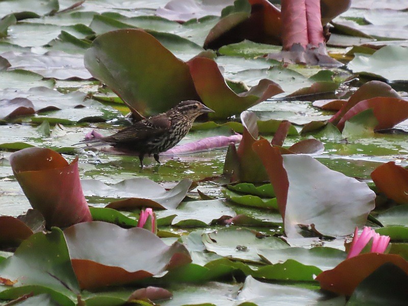 Red-winged Blackbird - Tracy The Birder