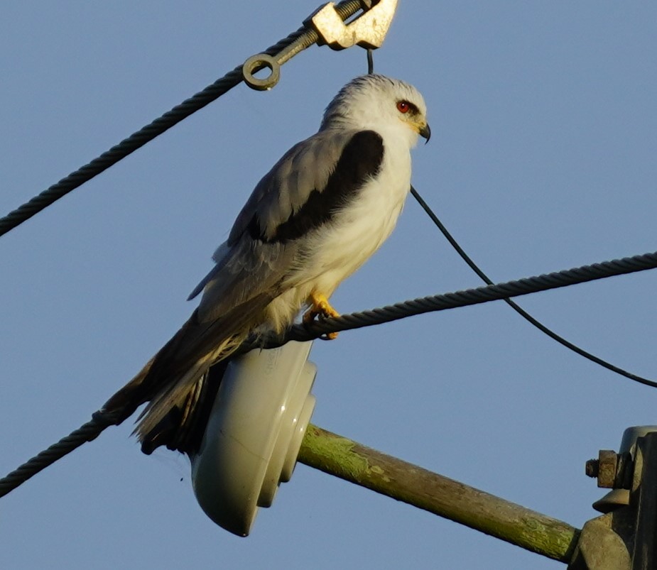 White-tailed Kite - ML620679387