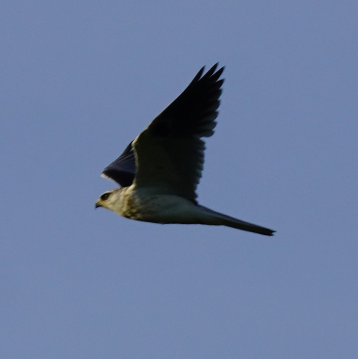White-tailed Kite - ML620679388